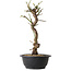 Prunus mume blanc, 36 cm, ± 12 ans, avec un nebari de 6 cm