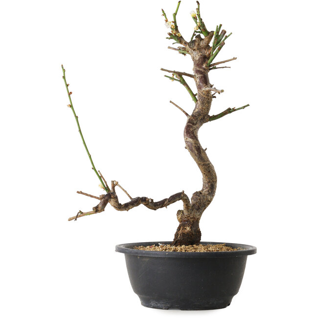 Prunus mume white, 36 cm, ± 12 years old, with a nebari of 6 cm