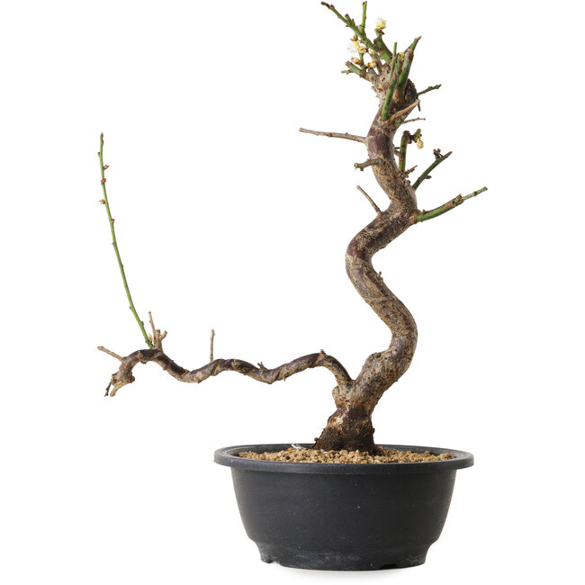 Prunus mume blanco, 36 cm, ± 12 años, con un nebari de 6 cm