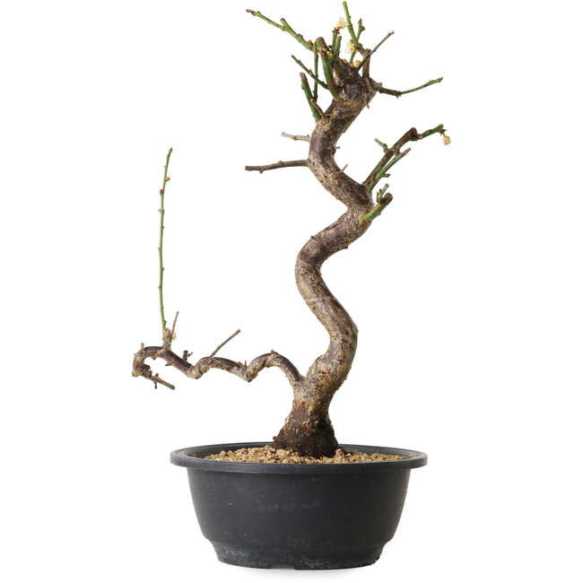 Prunus mume blanco, 36 cm, ± 12 años, con un nebari de 6 cm