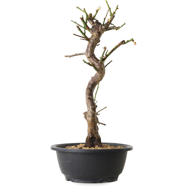 Prunus mume wit, 36 cm, ± 12 jaar oud, met een nebari van 6 cm