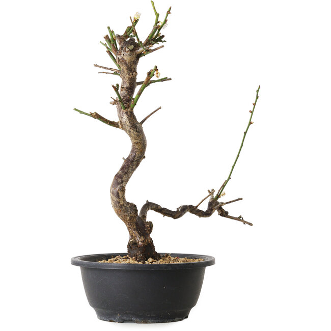 Prunus mume white, 36 cm, ± 12 Jahre alt, mit einem Wurzelansatz von 6 cm