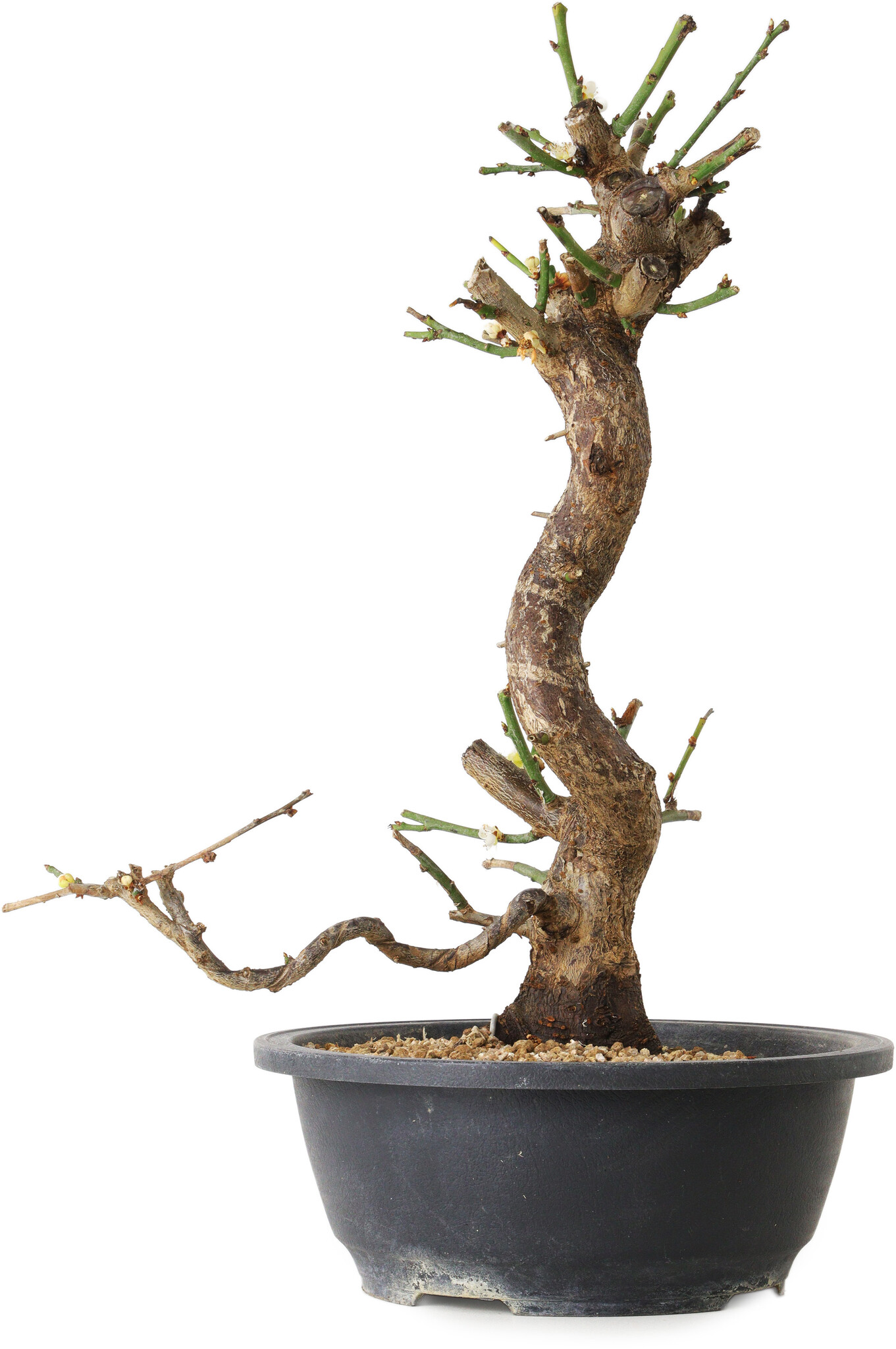 Prunus mume, 35 cm, ± 12 years old, with a nebari of 6 cm - Bonsai Plaza