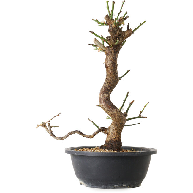 Prunus mume wit, 35 cm, ± 12 jaar oud, met een nebari van 6 cm