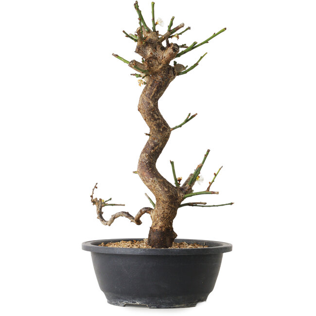 Prunus mume blanco, 35 cm, ± 12 años, con un nebari de 6 cm