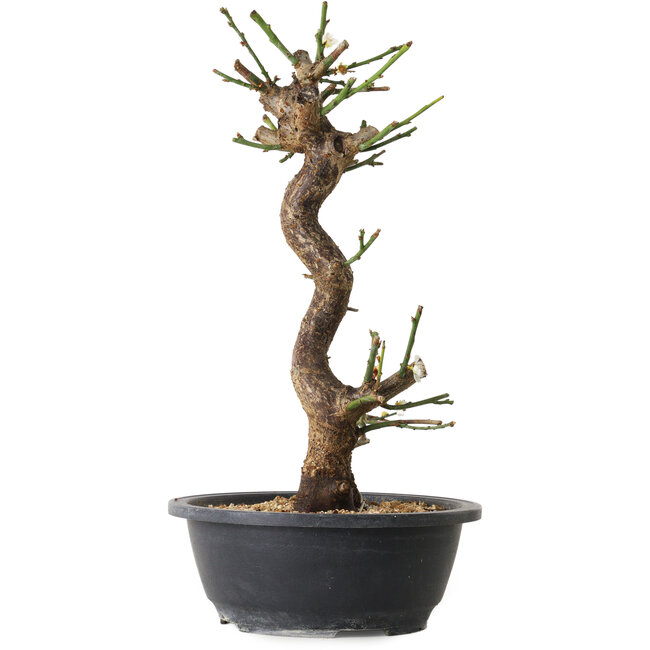 Prunus mume wit, 35 cm, ± 12 jaar oud, met een nebari van 6 cm