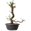 Prunus mume wit, 35 cm, ± 12 jaar oud, met een nebari van 6 cm