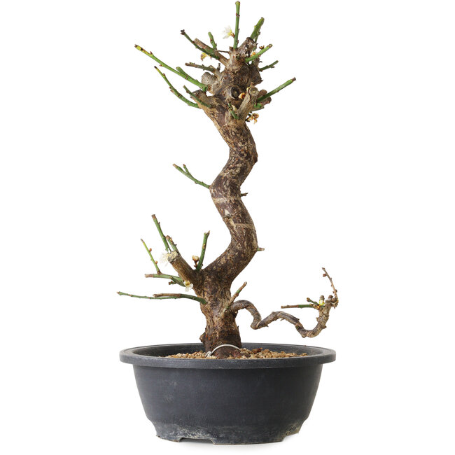 Prunus mume blanco, 35 cm, ± 12 años, con un nebari de 6 cm