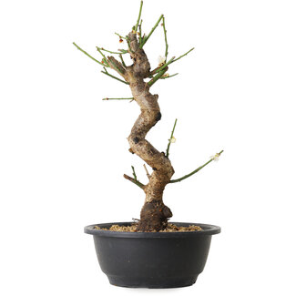 Prunus mume blanco, 29 cm, ± 12 años