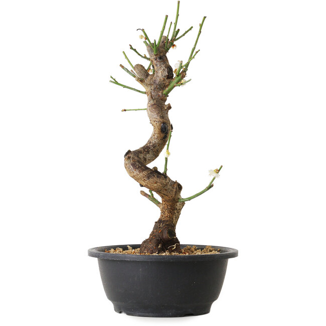 Prunus mume white, 29 cm, ± 12 Jahre alt, mit einem Wurzelansatz von 6 cm