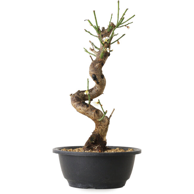 Prunus mume white, 29 cm, ± 12 Jahre alt, mit einem Wurzelansatz von 6 cm