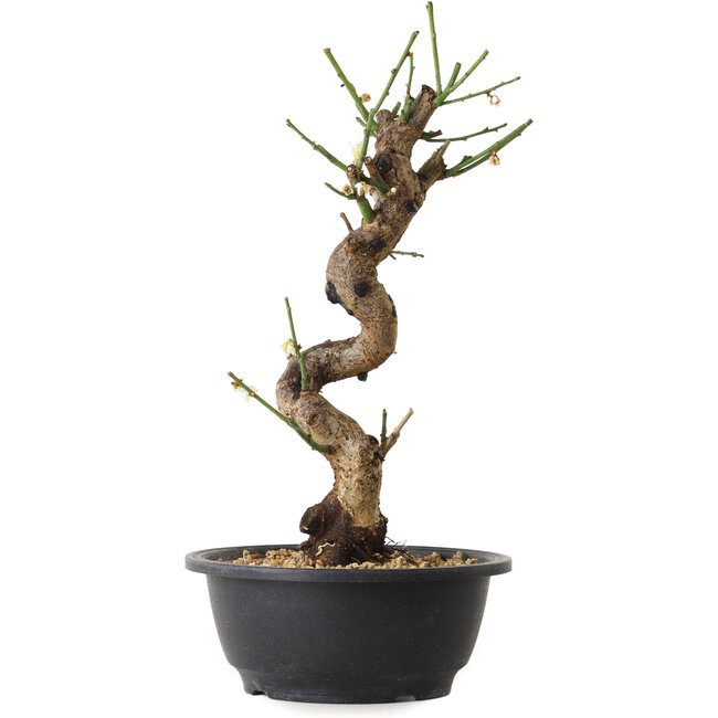 Prunus mume wit, 29 cm, ± 12 jaar oud, met een nebari van 6 cm