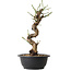 Prunus mume wit, 29 cm, ± 12 jaar oud, met een nebari van 6 cm
