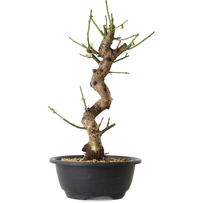 Prunus mume blanc, 29 cm, ± 12 ans, avec un nebari de 6 cm