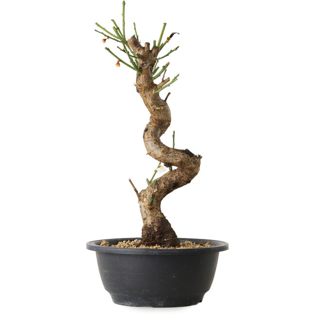 Prunus mume blanco, 29 cm, ± 12 años, con un nebari de 6 cm