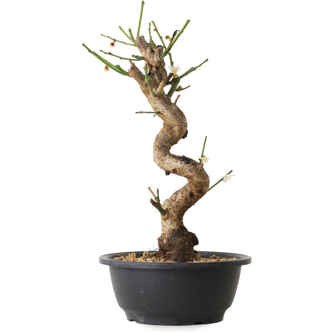 Prunus mume bianco, 29 cm, ± 12 anni, con un nebari di 6 cm