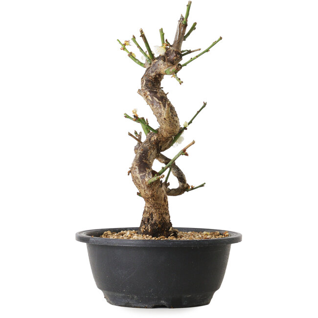 Prunus mume white, 29 cm, ± 12 years old, with a nebari of 6 cm