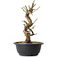 Prunus mume white, 29 cm, ± 12 years old, with a nebari of 6 cm