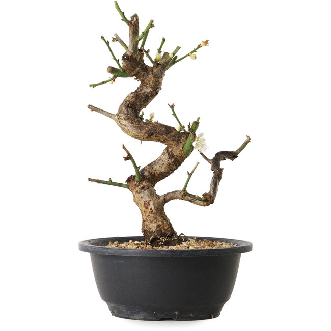Prunus mume wit, 29 cm, ± 12 jaar oud, met een nebari van 6 cm