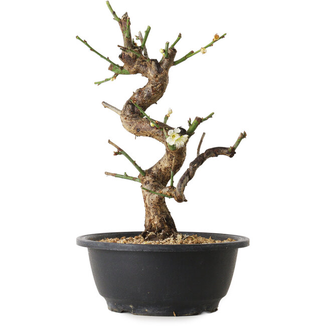 Prunus mume blanc, 29 cm, ± 12 ans, avec un nebari de 6 cm