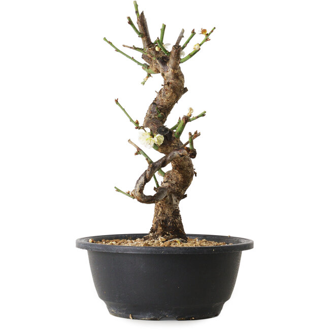 Prunus mume bianco, 29 cm, ± 12 anni, con un nebari di 6 cm