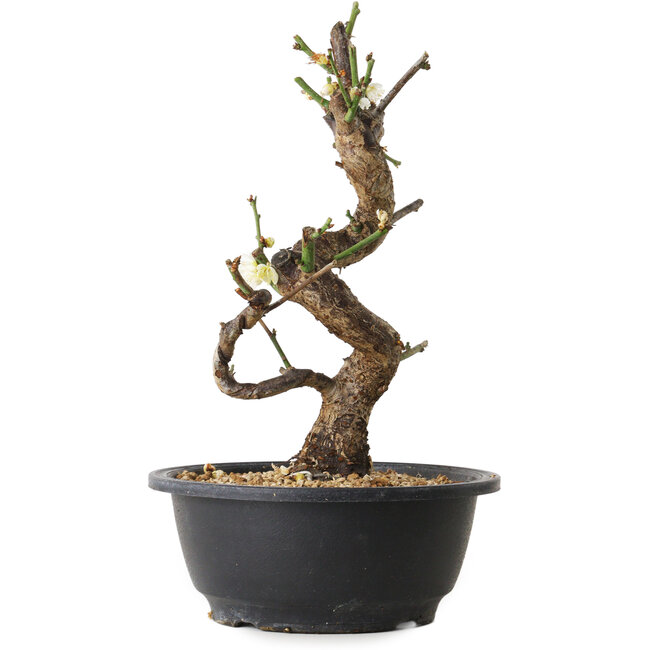 Prunus mume bianco, 29 cm, ± 12 anni, con un nebari di 6 cm