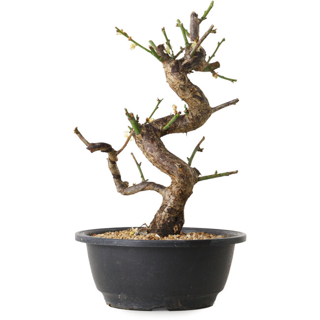 Prunus mume white, 29 cm, ± 12 Jahre alt, mit einem Wurzelansatz von 6 cm