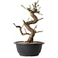 Prunus mume wit, 29 cm, ± 12 jaar oud, met een nebari van 6 cm