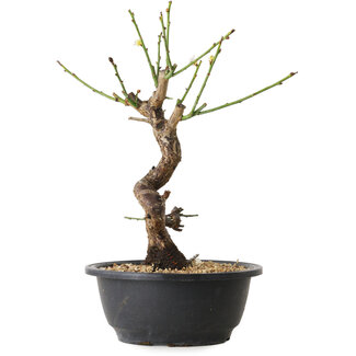 Prunus mume bianco, 28 cm, ± 12 anni