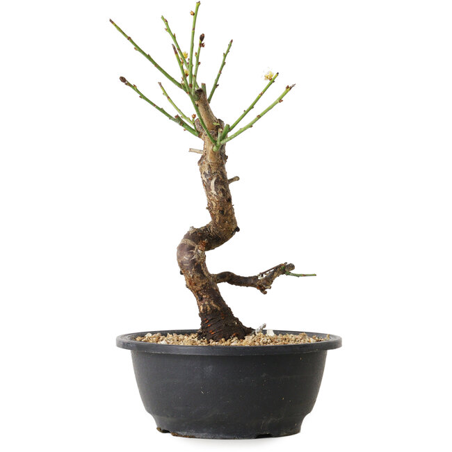 Prunus mume white, 28 cm, ± 12 years old, with a nebari of 6 cm