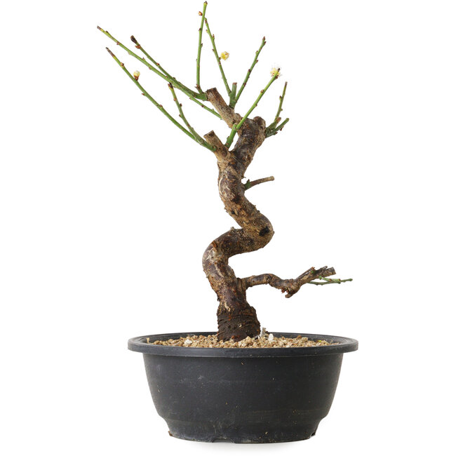 Prunus mume wit, 28 cm, ± 12 jaar oud, met een nebari van 6 cm