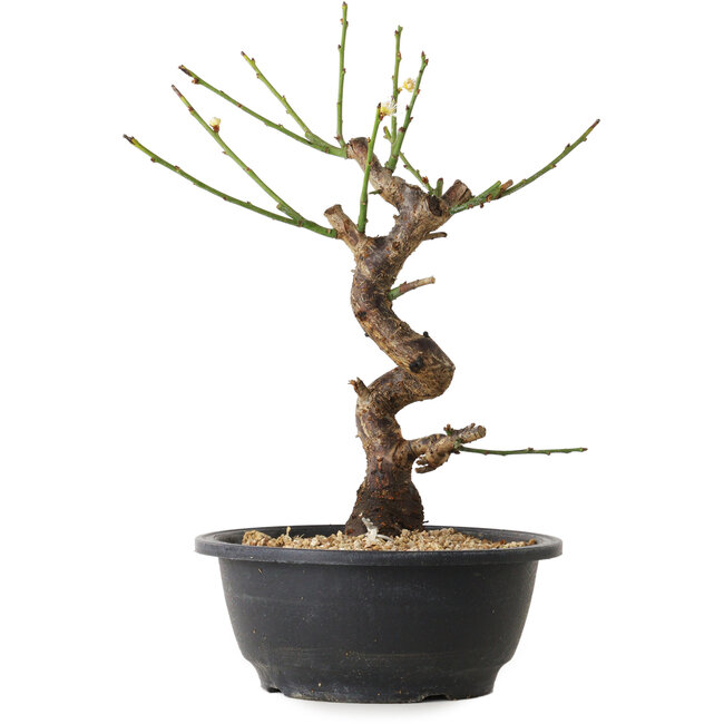 Prunus mume bianco, 28 cm, ± 12 anni, con un nebari di 6 cm