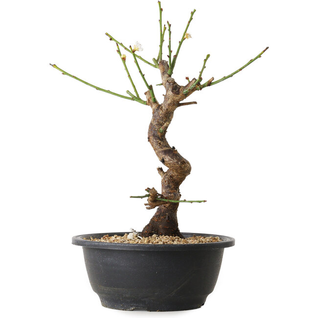 Prunus mume blanco, 28 cm, ± 12 años, con un nebari de 6 cm