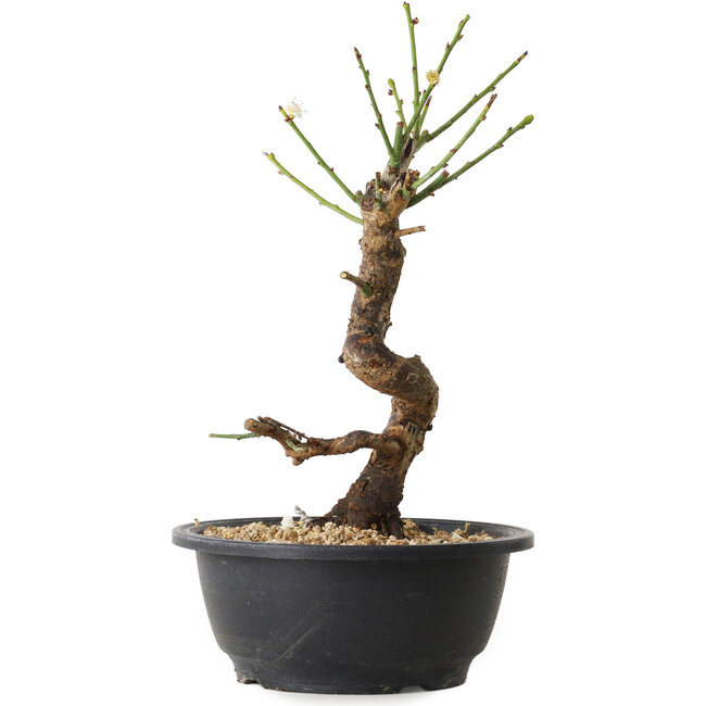 Prunus mume wit, 28 cm, ± 12 jaar oud, met een nebari van 6 cm