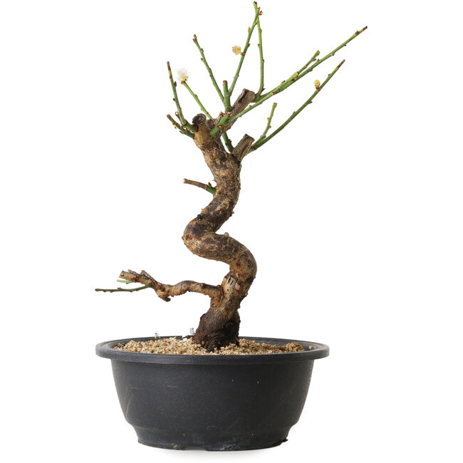 Prunus mume bianco, 28 cm, ± 12 anni, con un nebari di 6 cm