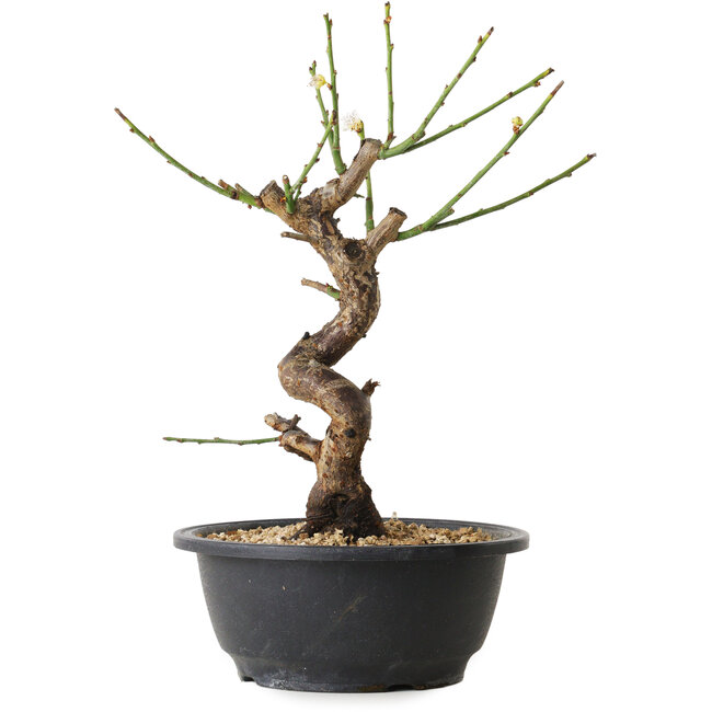 Prunus mume bianco, 28 cm, ± 12 anni, con un nebari di 6 cm