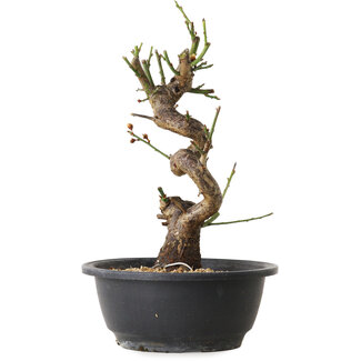 Prunus mume wit, 38 cm, ± 12 jaar oud