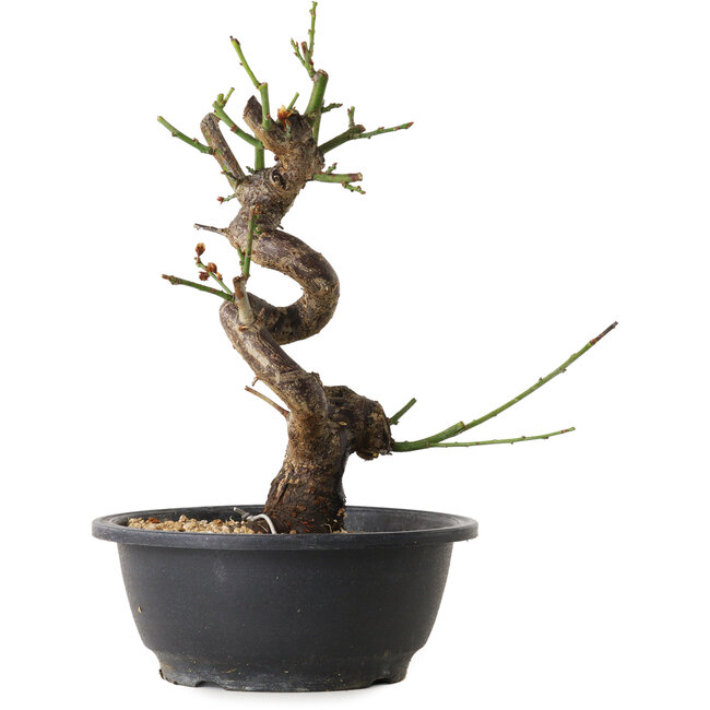 Prunus mume white, 38 cm, ± 12 years old, with a nebari of 6 cm