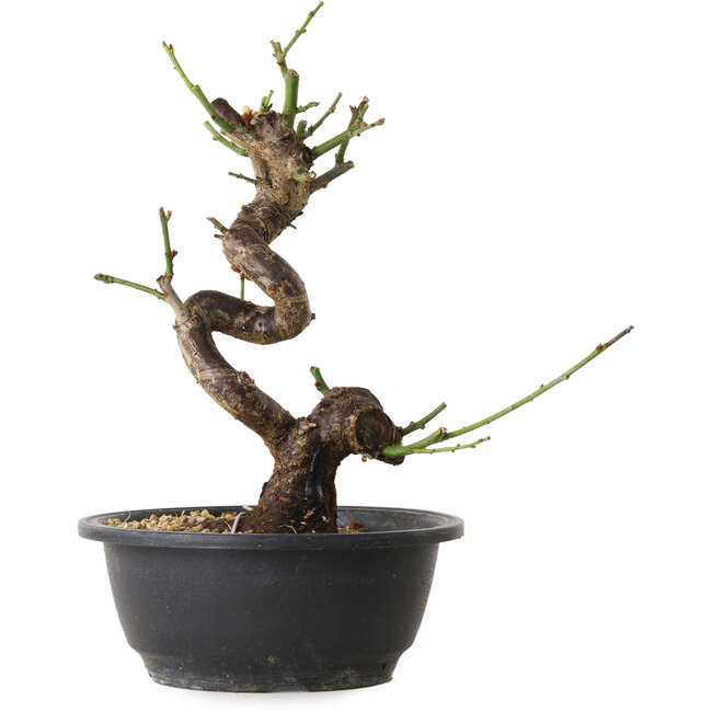 Prunus mume blanc, 38 cm, ± 12 ans, avec un nebari de 6 cm