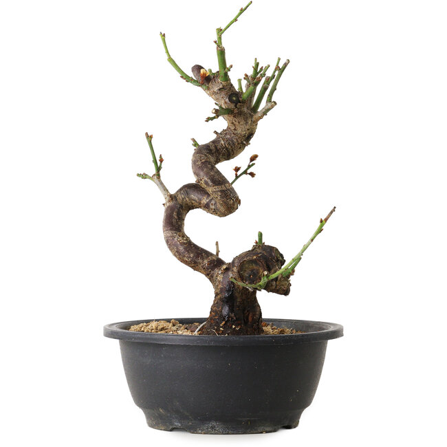 Prunus mume bianco, 38 cm, ± 12 anni, con un nebari di 6 cm