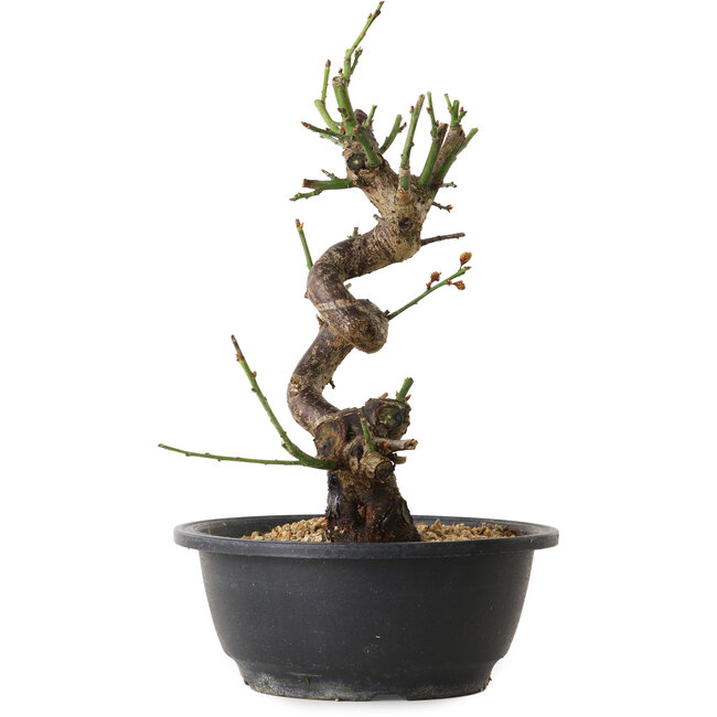 Prunus mume white, 38 cm, ± 12 Jahre alt, mit einem Wurzelansatz von 6 cm