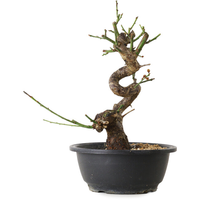 Prunus mume white, 38 cm, ± 12 years old, with a nebari of 6 cm