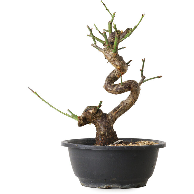 Prunus mume bianco, 38 cm, ± 12 anni, con un nebari di 6 cm