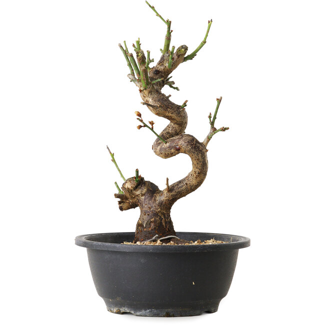 Prunus mume white, 38 cm, ± 12 Jahre alt, mit einem Wurzelansatz von 6 cm