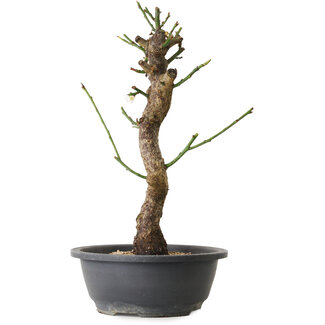 Prunus mume white, 40 cm, ± 12 years old