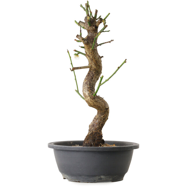 Prunus mume bianco, 40 cm, ± 12 anni, con un nebari di 6 cm