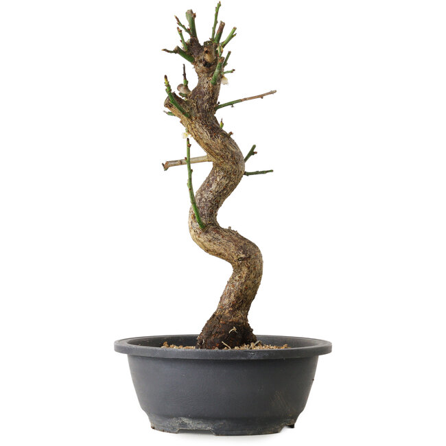 Prunus mume blanc, 40 cm, ± 12 ans, avec un nebari de 6 cm