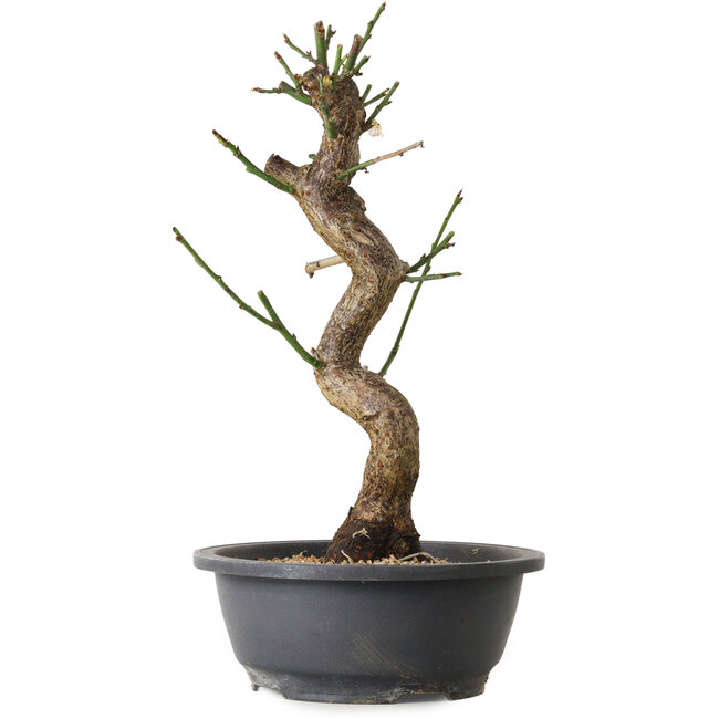 Prunus mume bianco, 40 cm, ± 12 anni, con un nebari di 6 cm