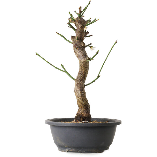 Prunus mume white, 40 cm, ± 12 Jahre alt, mit einem Wurzelansatz von 6 cm