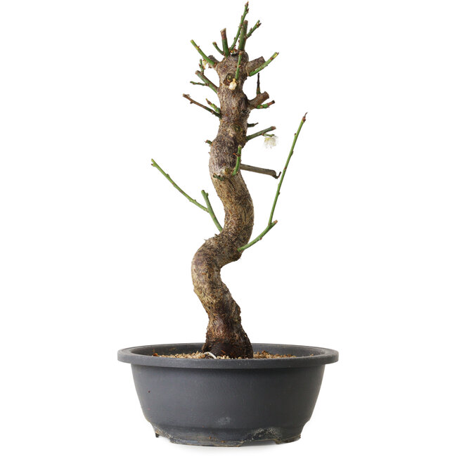 Prunus mume blanc, 40 cm, ± 12 ans, avec un nebari de 6 cm